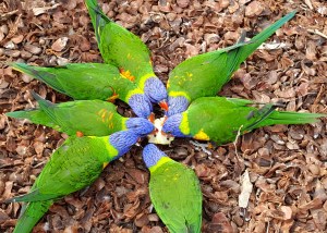 Bird Flower - 500 pz - Bluebird F-90876