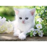 Puzzle Greg Cuddiford: Gattino Bianco – 1500 pz – Ravensburger 16243 - immagine 2
