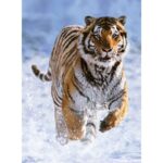 Puzzle – Tigre sulla Neve – 500 pz – Ravensburger 14475 - immagine 2